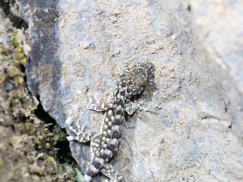 Libo Gecko