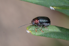 Aporocera viridis