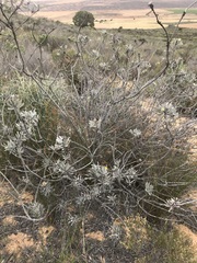 Leucospermum rodolentum