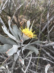 Leucospermum rodolentum