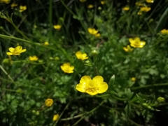 Ranunculus multifidus image