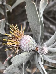 Leucospermum rodolentum