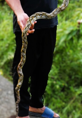 Malayopython reticulatus