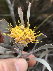 Leucospermum rodolentum