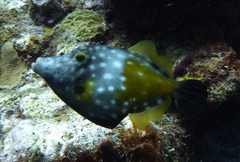 Cantherhines macrocerus