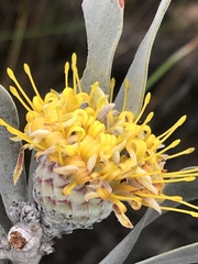 Leucospermum rodolentum