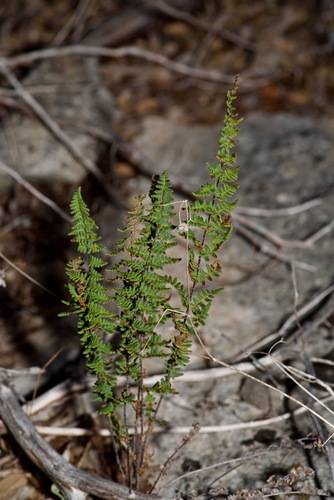 Notholaena grayi ssp. grayi