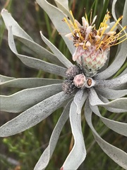 Leucospermum rodolentum