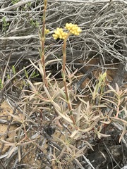 Crassula cymosa