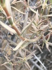 Crassula cymosa