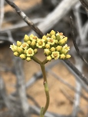 Crassula cymosa