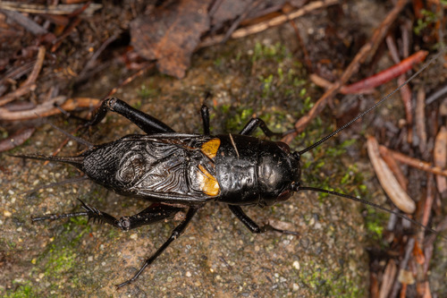 Southern Field Cricket