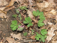 Corydalis intermedia