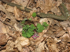 Corydalis intermedia
