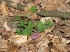 Corydalis intermedia