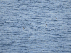 Puffinus mauretanicus