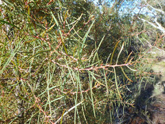 Hakea carinata