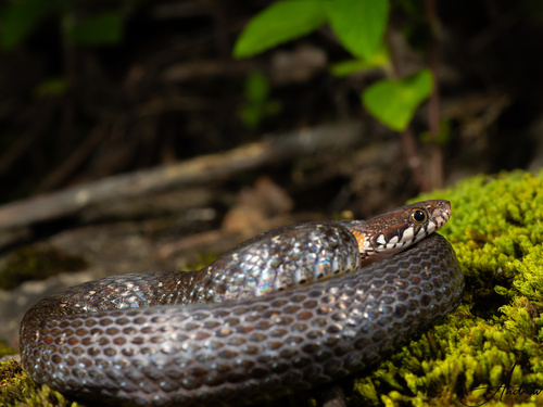 Pope's Keelback
