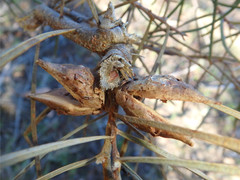 Hakea carinata