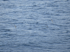 Puffinus mauretanicus