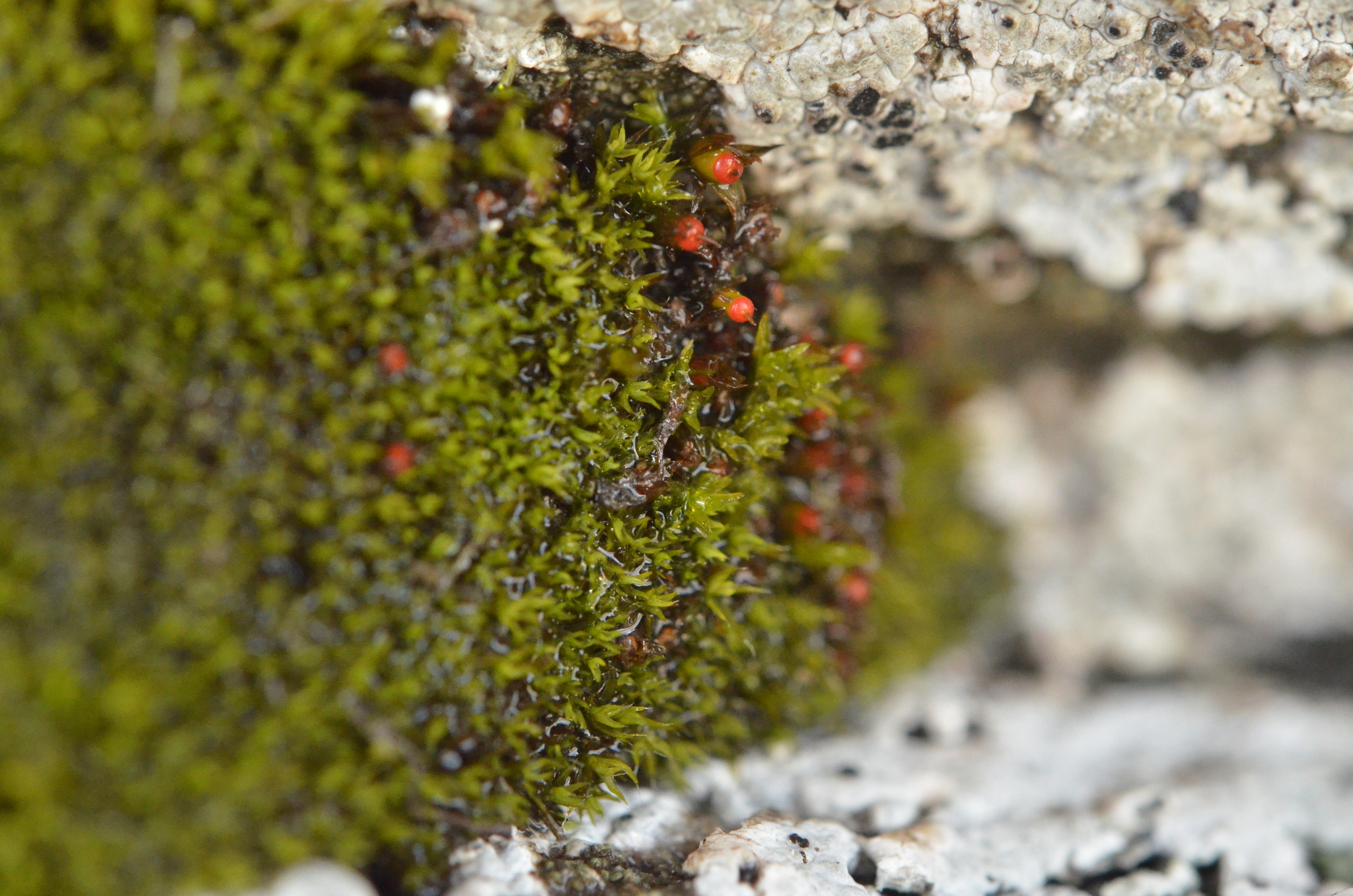 Schistidium confertum