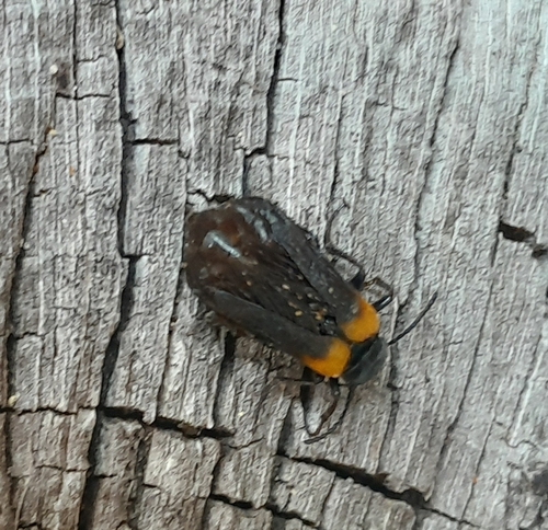 flame-shouldered blister beetle, Netherlands, photo 10 of 10