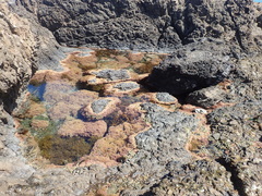 Carpophyllum flexuosum