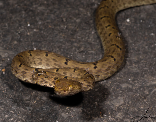Mao-lan pitviper