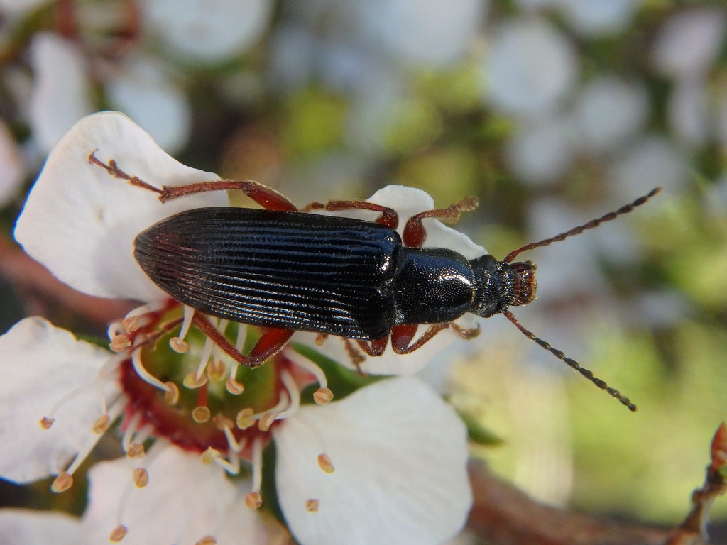 Lepturidea cylindrica