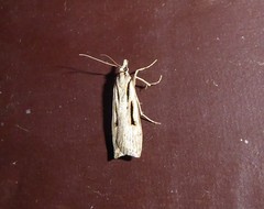 Scoparia rotuella
