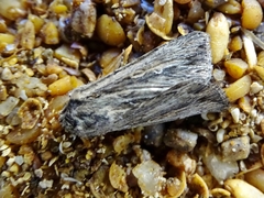 Persectania dyscrita