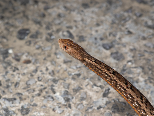 Common Mock Viper