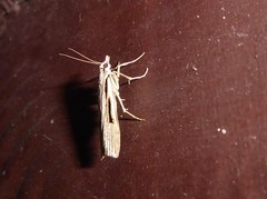 Scoparia rotuella