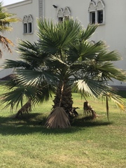 Arecaceae