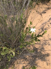 Jasminum glaucum