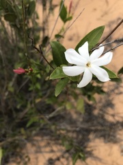 Jasminum glaucum