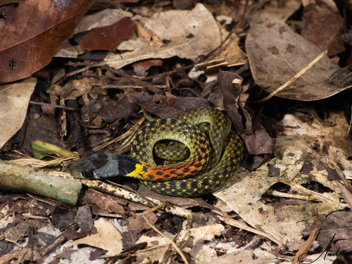 Heller's Red-necked Keelback