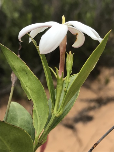 Jasminum glaucum · iNaturalist