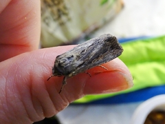 Persectania dyscrita