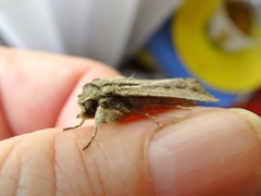 Persectania dyscrita