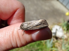 Persectania dyscrita