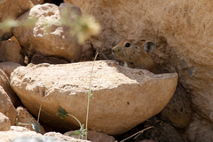 Ochotona rufescens