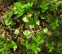 Lonicera chamissoi
