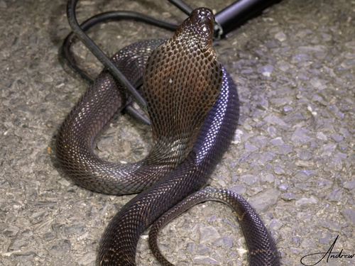 Chinese Cobra