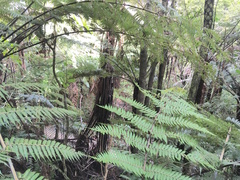 Cyathea medullaris