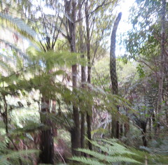 Cyathea medullaris