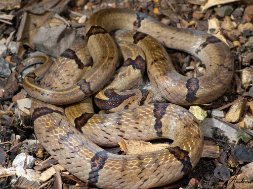 Chinese Kukri Snake