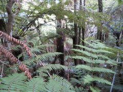 Cyathea medullaris
