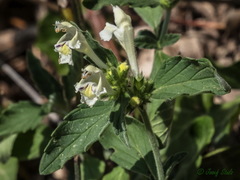 Galeopsis segetum