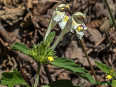 Galeopsis segetum